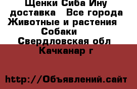 Щенки Сиба Ину доставка - Все города Животные и растения » Собаки   . Свердловская обл.,Качканар г.
